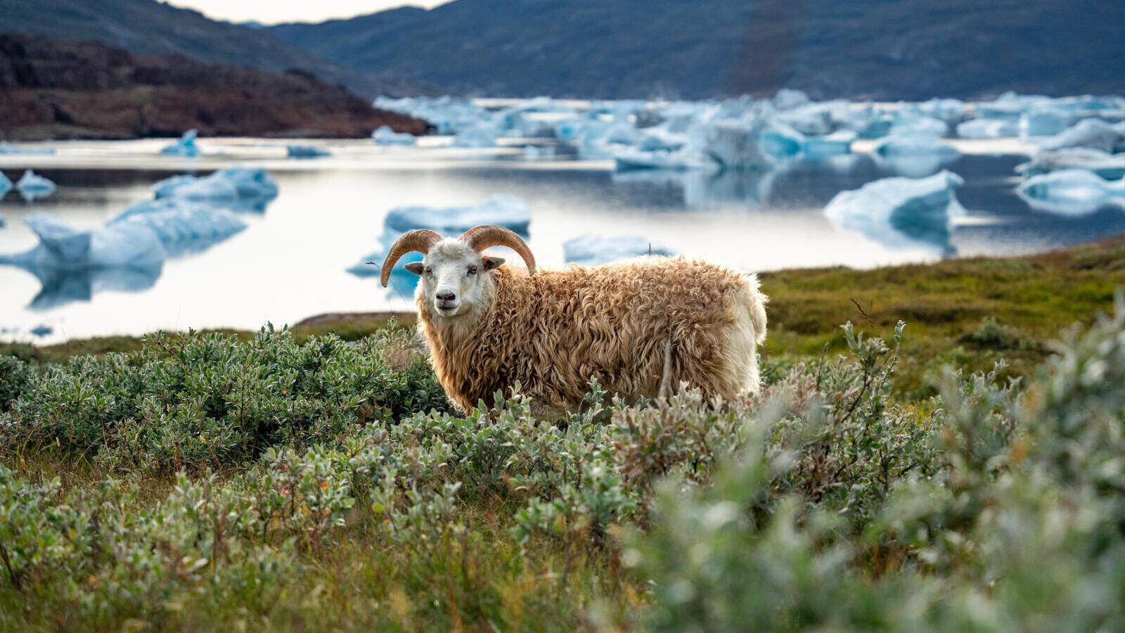 Près de 8000 moutons paissent dans la région agricole de Qassiarsuk